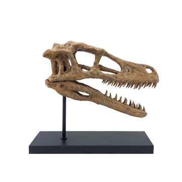 Velociraptor
