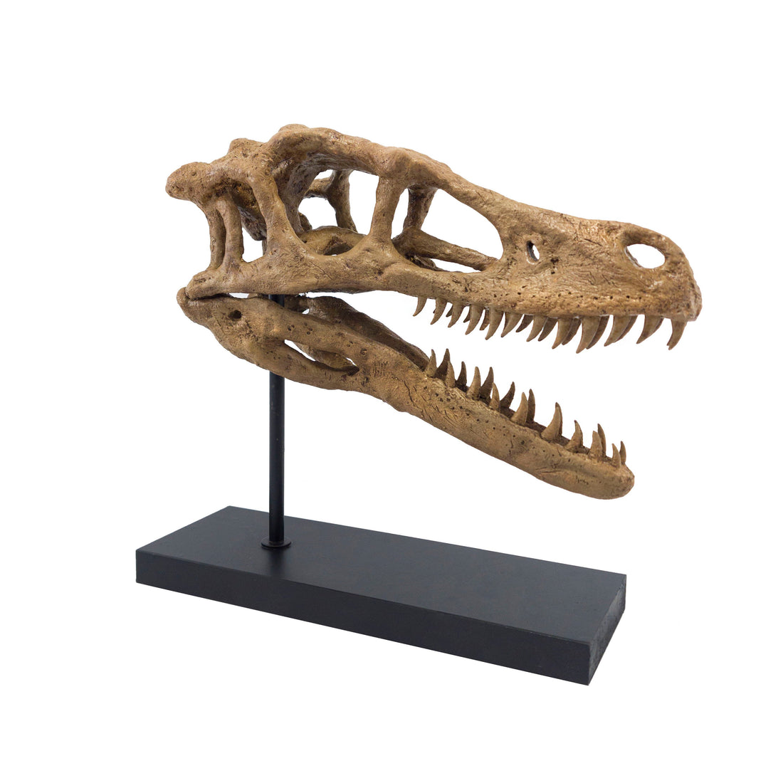 Velociraptor