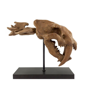 SaberTooth