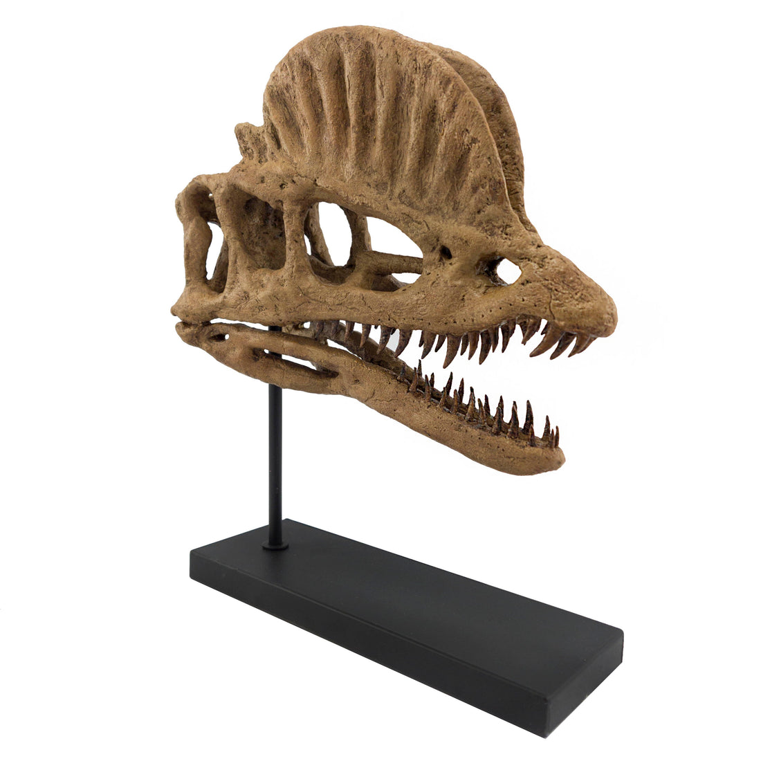 Dilophosaurus