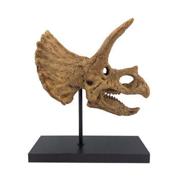 Triceratops