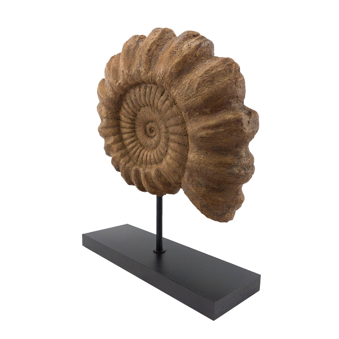 Ammonite