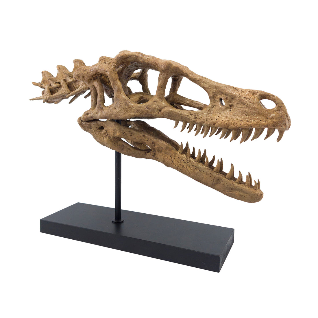 Velociraptor No.2