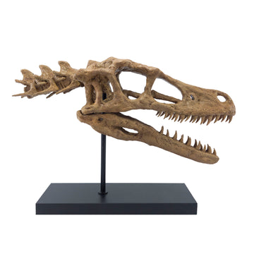 Velociraptor No.2