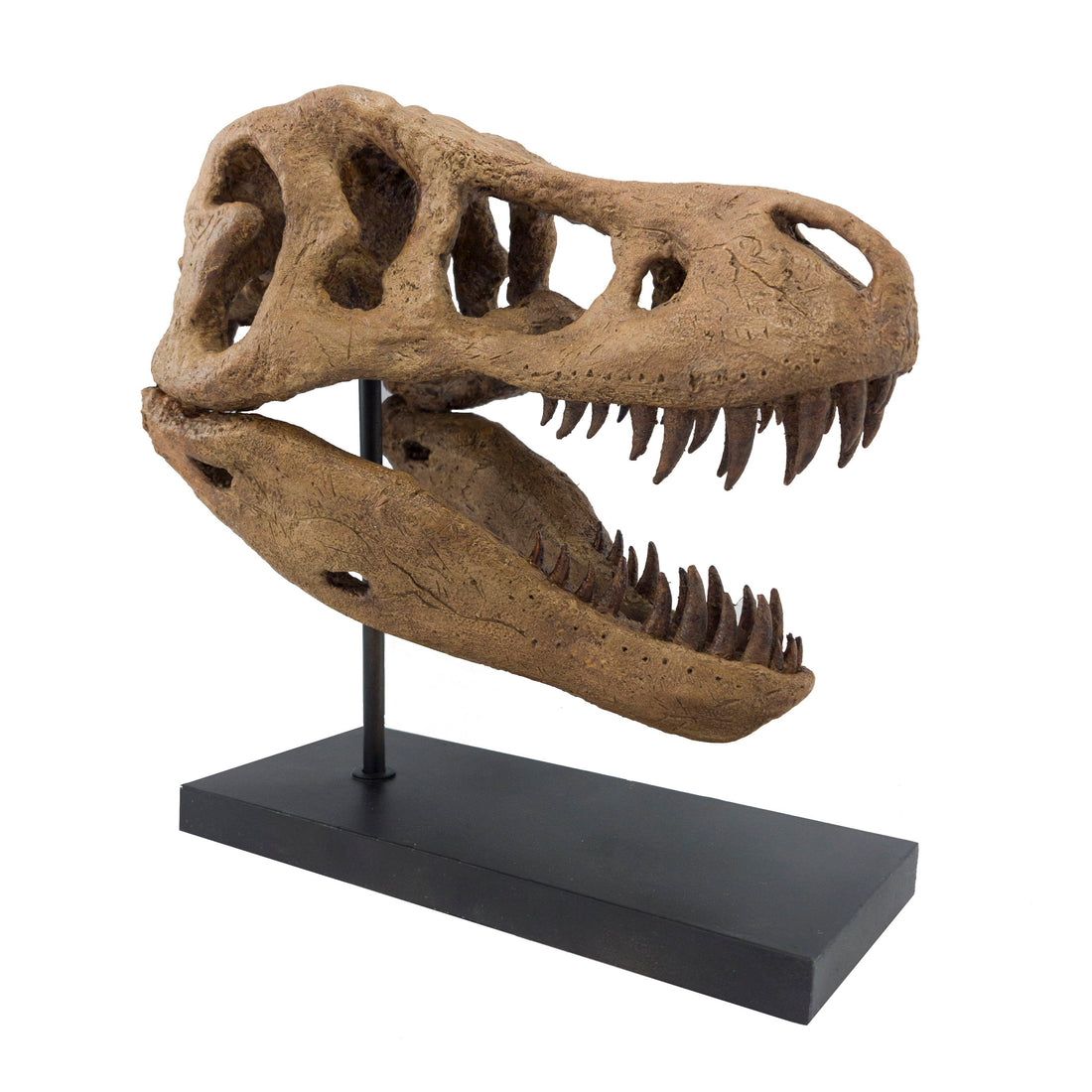 T. rex