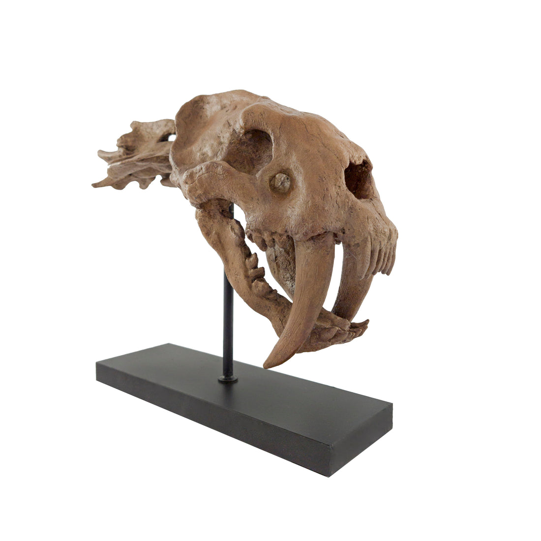 SaberTooth