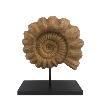 Ammonite