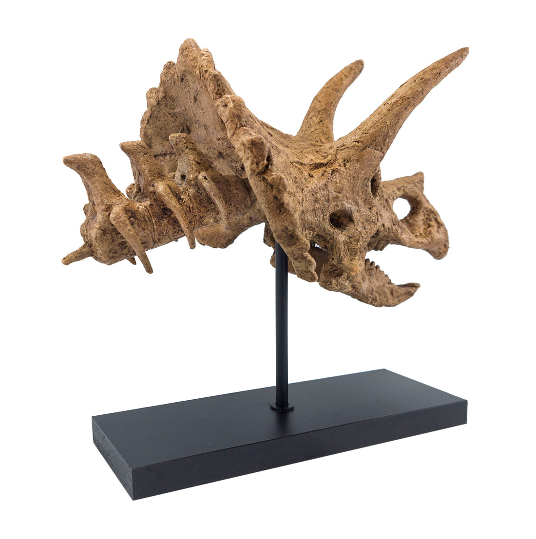 Triceratops No.2