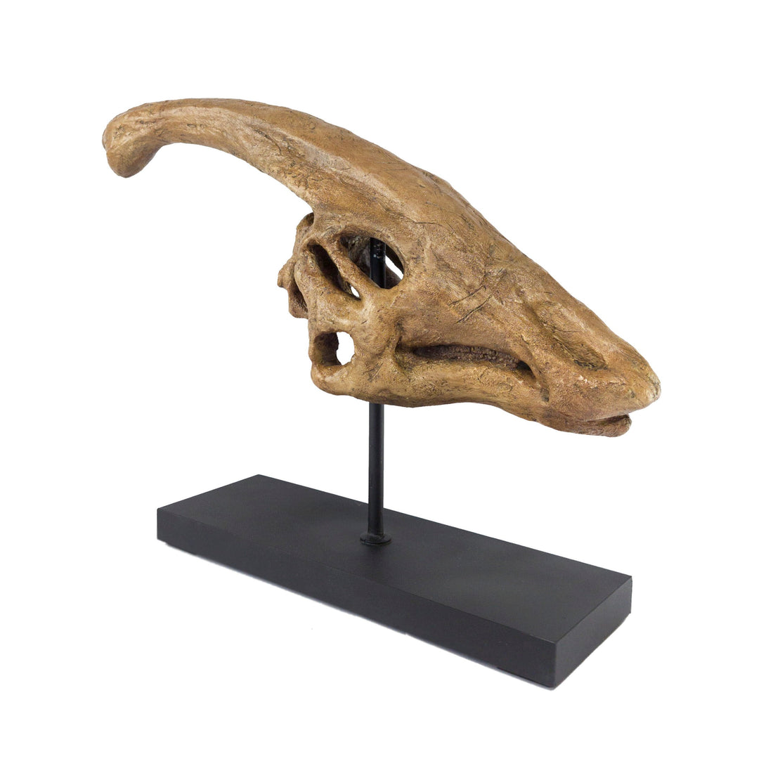 Parasurolophus